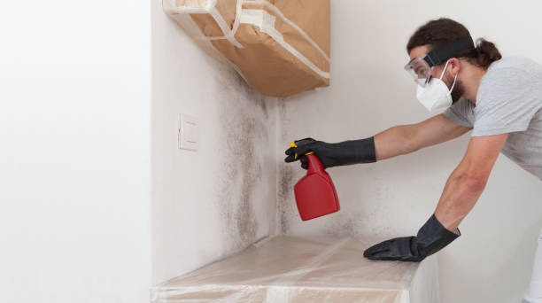 Professional Basement Mold Remediation technician working in Walloon Lake, MI