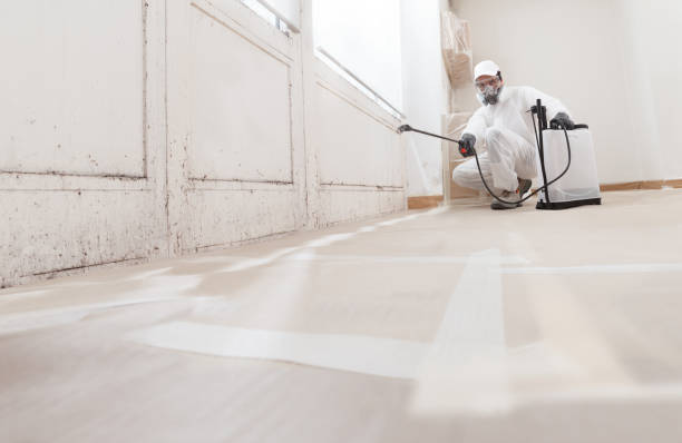 24/7 Emergency Basement Mold Remediation experts in Walloon Lake, MI