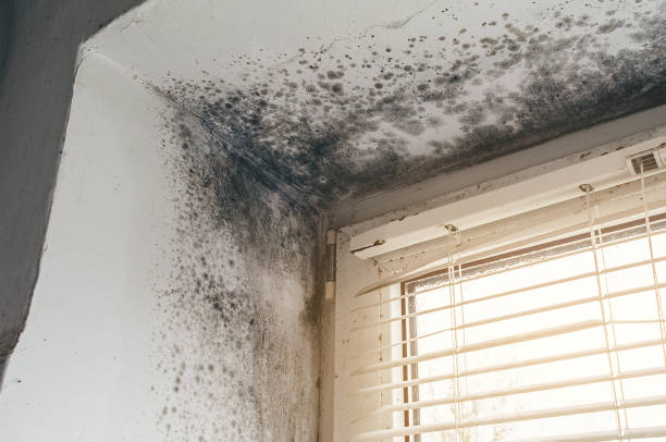 Affordable Basement Mold Remediation solutions in Walloon Lake, MI